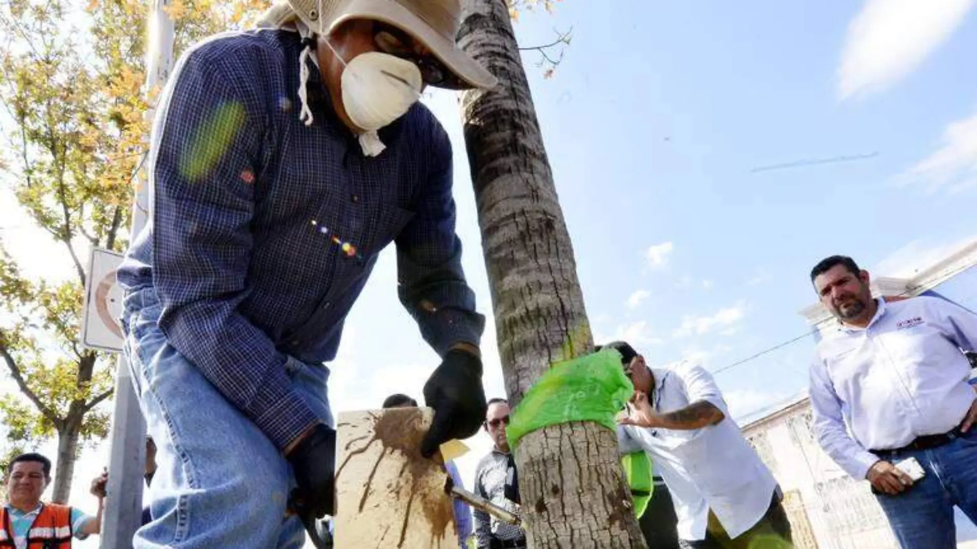 inyectan quimicos a los arboles dela tecnologico  (3)